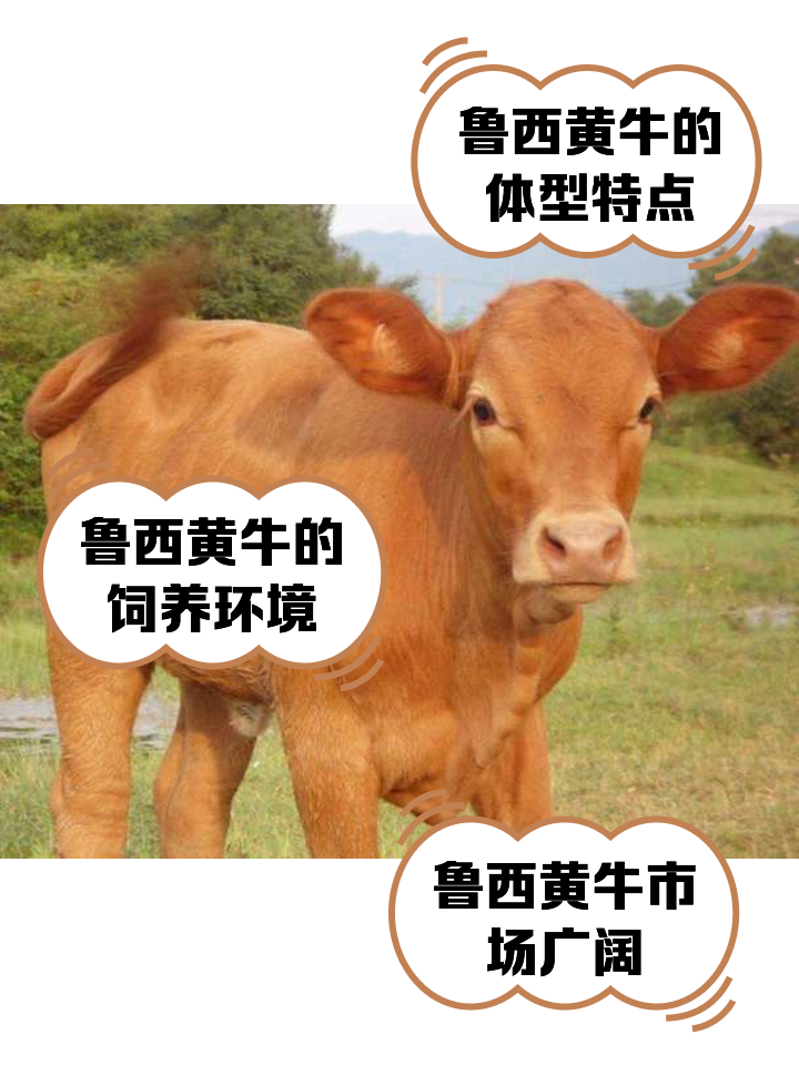 沧县最新医保取现黄牛方法分析(最方便真实的沧县医保取现黄牛怎么取方法)